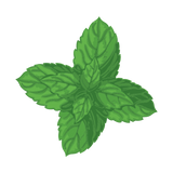 Menthe