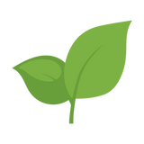 Thé Vert